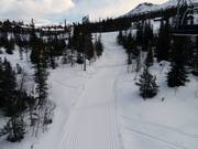 Die Loipen führen direkt durch das Skigebiet