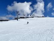 Piste Drover's Dream