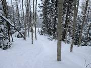 Tree skiing (Abfahrten durch die Wälder)