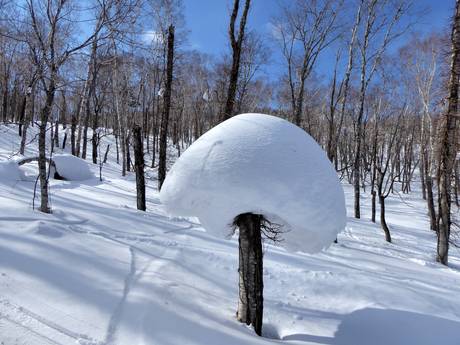 Schneesicherheit Ostasien – Schneesicherheit Rusutsu