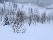 Tree skiing (Abfahrten durch die Wälder)