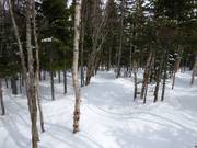 Ausgeholzte Waldabfahrt