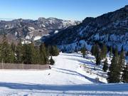 Schwarze Ochsenboden-Direkt