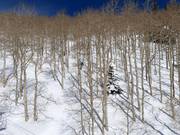 Tree skiing (Abfahrten durch Bäume)