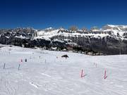 Leichte Pisten bei den Schleppliften Schwammkopf und Tannenboden