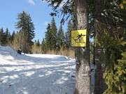 Langlauf in Pamporovo