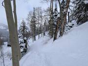 Abfahrten durch Bäume und Wälder (tree skiing)