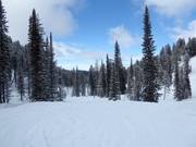 Abfahrt Screaming Cheetah