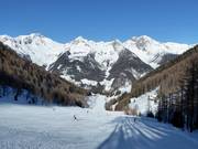 Blick über den Almboden