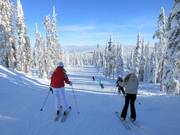 Leichte Piste durch den kanadischen Winterwald