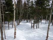 Ausgeholzte Waldabfahrt im Skigebiet Le Massif