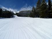 Anfängerpiste Jackelope