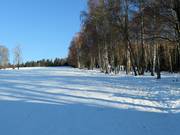 Leichte Piste und Tellerlift im Wald