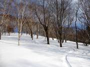 Tiefschnee im lichten Wald