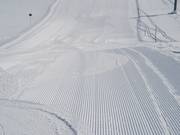 Morgendlicher Kordsamt auf der Rhododendron