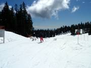 Mushroom Beginner Park