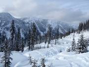 Ausgeholzte und unpräparierte Waldabfahrt Ramble On