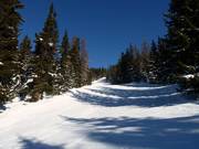 Schöne leichte Waldabfahrten