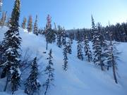 Gladed Runs (ausgeholzte Waldabfahrten)