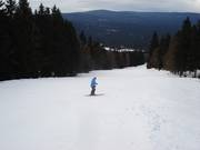 Eineinhalb Kilometer zieht sich die Piste durch eine Waldschneise