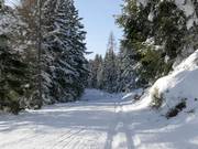 Höhenloipe Rittisberg auf 1.500 m