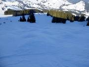 Buckelpiste am Sudelfeldkopf