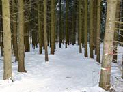 Es gibt sogar eine Waldabfahrt