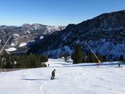 Schwarze Ochsenboden-Direkt