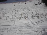 Aufforstung im Skigebiet