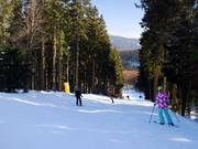Die Kappe bietet auch leichte bis mittelschwere Waldabfahrten