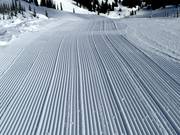 Frische Spuren im Schnee