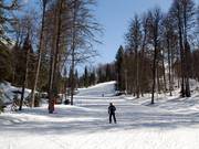 Führt durch schönen Mischwald: Abfahrt B1