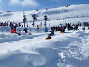 Rodelbahn Alpine Meadow