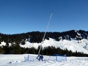 Schneilanze in Grasgehren