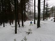 Eine Waldabfahrt ist auch möglich