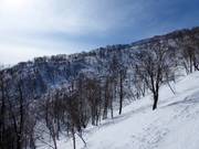 Lichte Wälder warten auf die Freerider