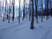 Herrliche Waldabfahrten mit Japan Powder