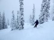 Unpräparierte Waldabfahrten mit Tiefschnee (Gladed Runs)