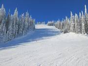 Abfahrt East Bushwacker